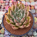 Echeveria Agavoides 'Ebony' sp. 4" Succulent Plant