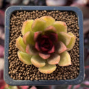 Echeveria Agavoides sp. 1" Unique Specimen Succulent Plant