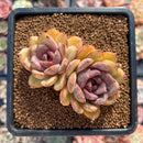 Echeveria 'Mirine' 2" Cluster Succulent Plant