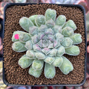 Echeveria 'Hearts Choice' 3" Succulent Plant