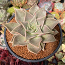 Echeveria Agavoides 'Gazelle' 4" Succulent Plant