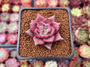 Echeveria Agavoides 'Red Ebony' 1" Succulent Plant