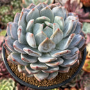 Echeveria 'Orange Monroe' 4"-5" Succulent Plant