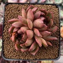 Echeveria Agavoides 'Red Bell' 3" Cluster Succulent Plant