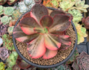 Echeveria 'Primadonna' Variegated 5" Succulent Plant