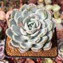 Echeveria 'Icy Purple' 4" Succulent Plant