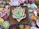 Echeveria 'Shakino' 1"-2" Seed-grown Succulent Plant