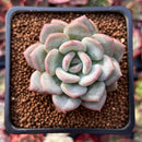 Echeveria 'Ice Cream' 2" Powdery Succulent Plant