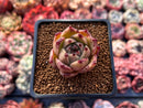 Echeveria Agavoides 'Super Bee' 1" Succulent Plant