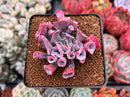 Echeveria 'Trumpet Pinky' 2" Succulent Plant