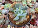 Echeveria 'Pagoda' 4" Succulent Plant