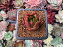 Echeveria Agavoides Hybrid 1"-2" Succulent Plant