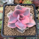 Echeveria 'Rainbow' Variegated 2"-3" Succulent Plant