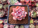 Echeveria 'Elegans Potosina' 2" Succulent Plant