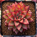 Echeveria Agavoides 'Schneider' 2"-3" New Hybrid Succulent Plant