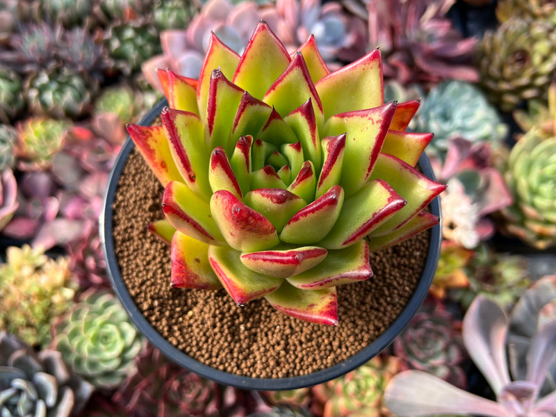 Echeveria Agavoides 'Orange Ebony' 4