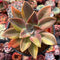 Graptoveria 'Fred Ives' Variegated 4" Large Succulent Plant