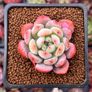 Echeveria 'Starmark' 1" Succulent Plant