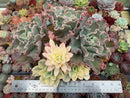 Echeveria 'Japan Moon River' Variegated 10"+ Very Large Cluster Succulent Plant