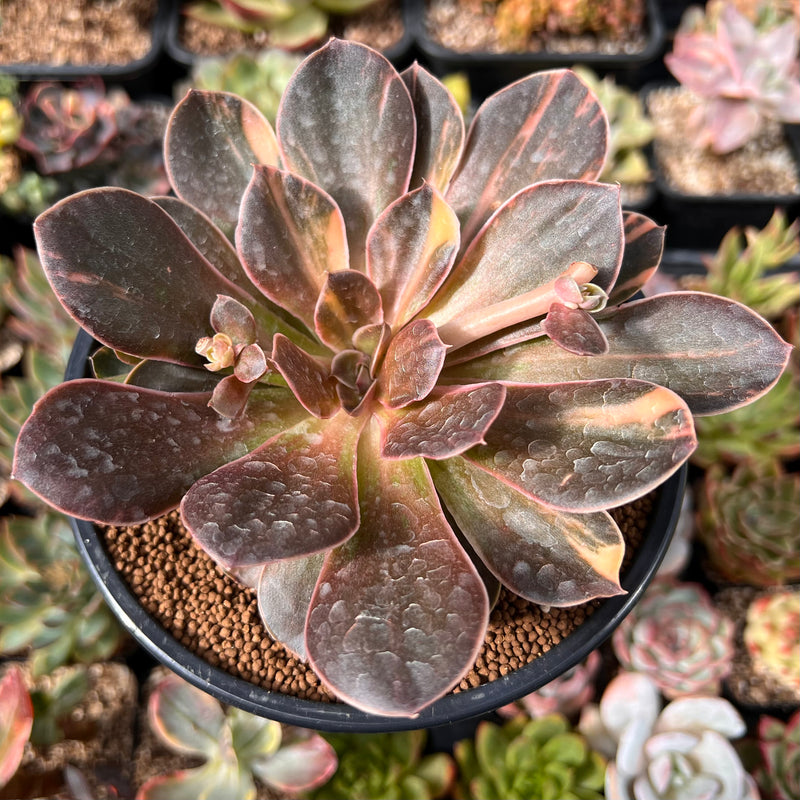 echeveria black rose succulent Echeveria 'Black Rose' Variegated 4"-5" Large Succulent Plant – True Succulents Plant Co