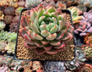 Echeveria sp. 3" Succulent Plant