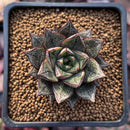 Echeveria 'Purpusorum' White Form 1" Succulent Plant