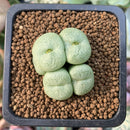 Conophytum 'Truncatum' 1" Succulent Plant