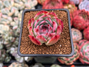 Echeveria 'Casio' Variegated 2" Succulent Plant