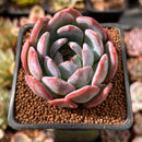 Echeveria 'Starmark' 2" Succulent Plant
