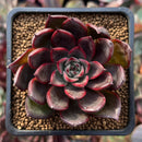 Echeveria Agavoides 'Red Bell' 2" Succulent Plant