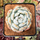 Echeveria 'Orange Monroe' 2"-3 Succulent Plant