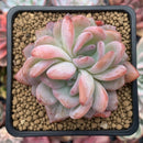Echeveria 'Starmark' Bifurcated 2" Succulent Plant