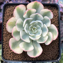 Echeveria 'Compton Carousel' 2" Succulent Plant