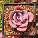 Echeveria 'Dusty Rose' 2" Succulent Plant