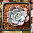Echeveria 'Trumso' 1" Powdery Succulent Plant