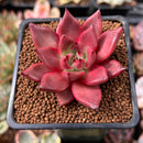 Echeveria Agavoides 'Redkus' 1"-2" Succulent Plant