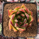 Echeveria Agavoides 'Stunning' 2" Succulent Plant