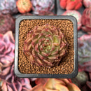 Echeveria 'Joy' 1" Succulent Plant