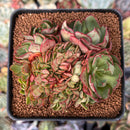 Echeveria 'Yangjin' 3" Crested Succulent Plant