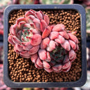 Echeveria 'Red Zaragoza' 1" Cluster Succulent Plant