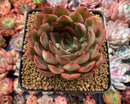 Echeveria Agavoides 'Kisses' 4" Succulent Plant