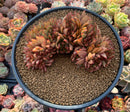 Echeveria Agavoides 'Elkhorn' 5"-6" Succulent Plant