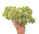 Echeveria 'Pastel' Crested Cluster Insanely Large Specimen 12"+ Rare Succulent Plant