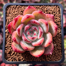 Echeveria 'Colorata' 2" Succulent Plant