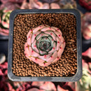 Echeveria 'Morricone' 1" Succulent Plant