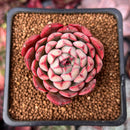 Echeveria 'Luma' 2" Succulent Plant