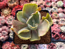 Echeveria 'Gigantea' Variegated 3" Succulent Plant