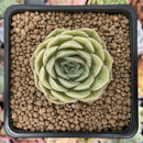 Echeveria 'Onslow' 1" Succulent Plant