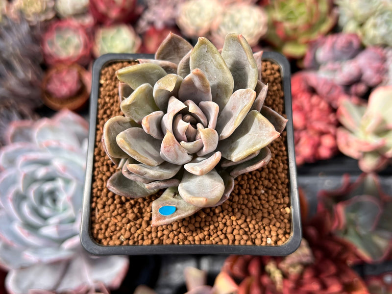 grey succulent plants Echeveria 'Affinis Grey' 2" Succulent Plant