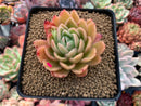 Echeveria Agavoides 'Raja' 3"-4" Succulent Plant